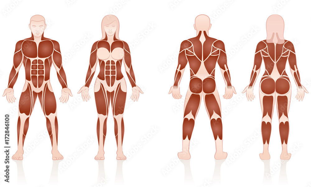 Male and female muscles - large muscle groups of men and women in  comparison - front and back view - isolated vector illustration on white  background. Stock Vector