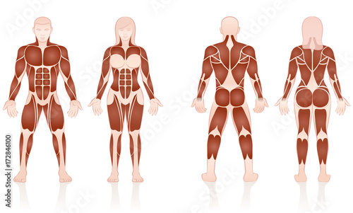 Male and female muscles - large muscle groups of men and women in comparison - front and back view - isolated vector illustration on white background.