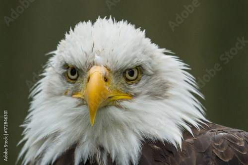 photo portrait of an American Bald Eagle