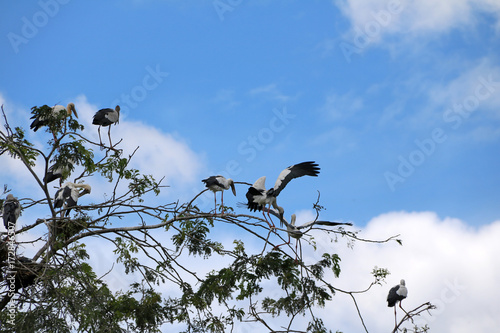 A flock of open billed stork bird perch and winged at the tree on blue sky and white cloud background. A lot of black and white color of Asian openbill bird on the green tree. photo