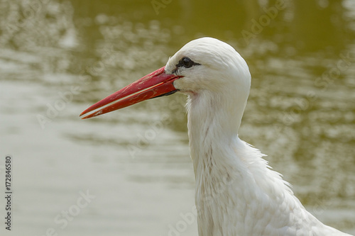 photo portrait of a White Stork