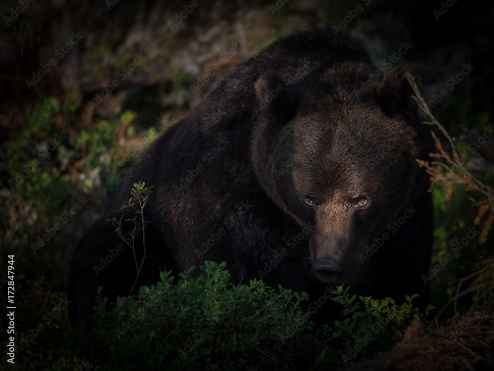 Fototapeta premium Wary Bear