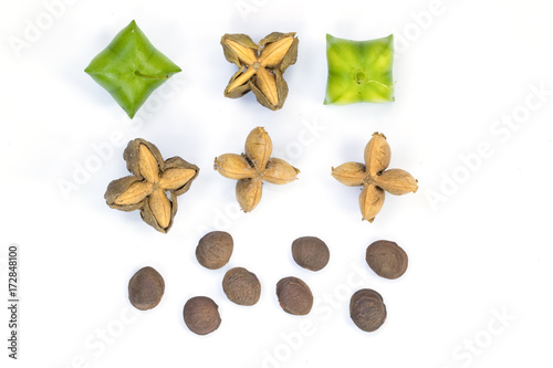 sacha inchi, sacha peanut, mountain peanut, Inca nut or Inca-peanut