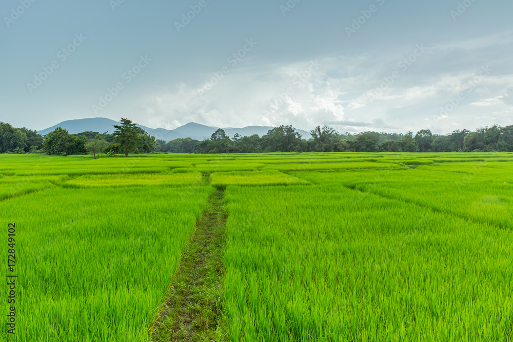 Green Rice Field beautiful landscape of northern rural area countryside raining season in Thailand
