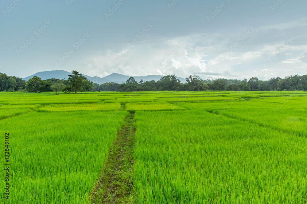 Green Rice Field beautiful landscape of northern rural area countryside raining season in Thailand Green Rice Field beautiful landscape of northern rural area countryside raining season in Thailand
