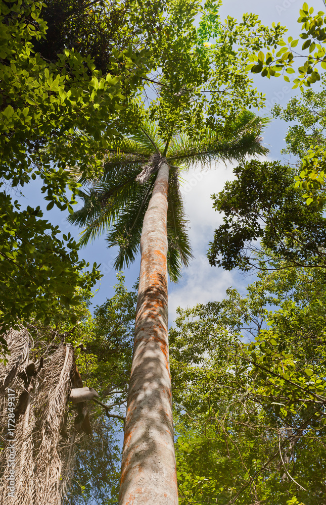 Fototapeta premium Royal Palm tree on Mastic Trail, Grand Cayman Island