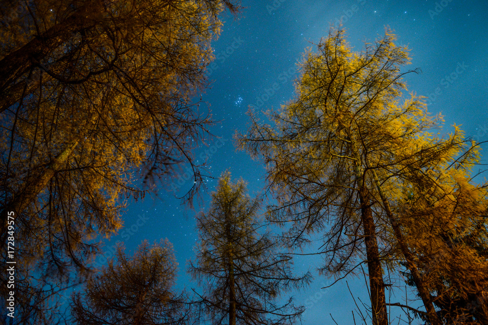 Trees and stars