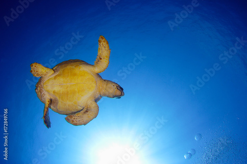 green sea turtle at kas