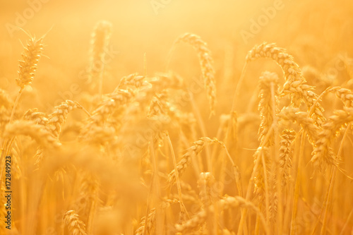 Beautiful golden wheat field with sun setting late summer