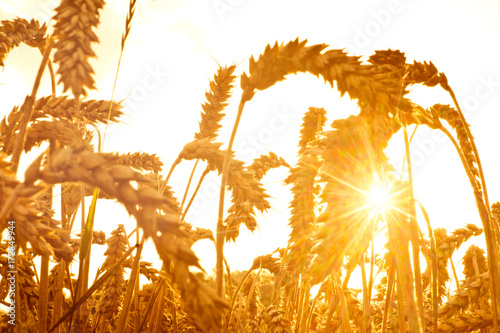 Beautiful golden wheat field with sun setting late summer