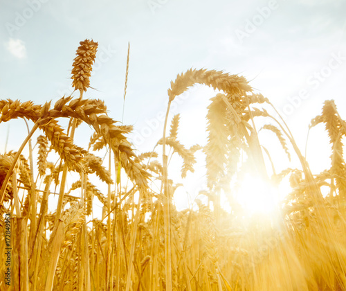 Beautiful golden wheat field with sun setting late summer