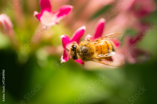 macro bee top view catch on nature flower shallow depth of field