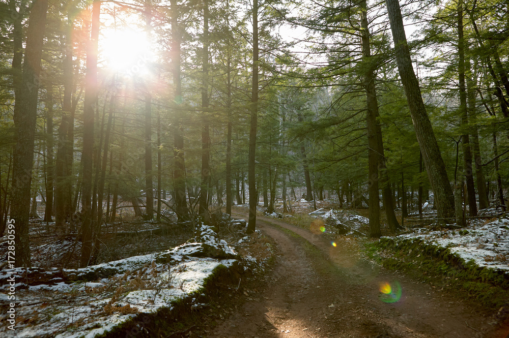 Sun shining through trees in forest Sun shining through trees in forest