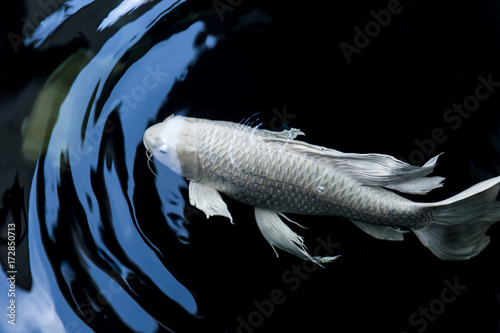 butterfly koi fish white platinum color in black pond with motion of water wave