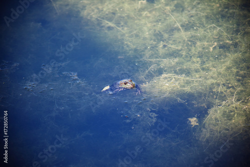 Frog in the pond