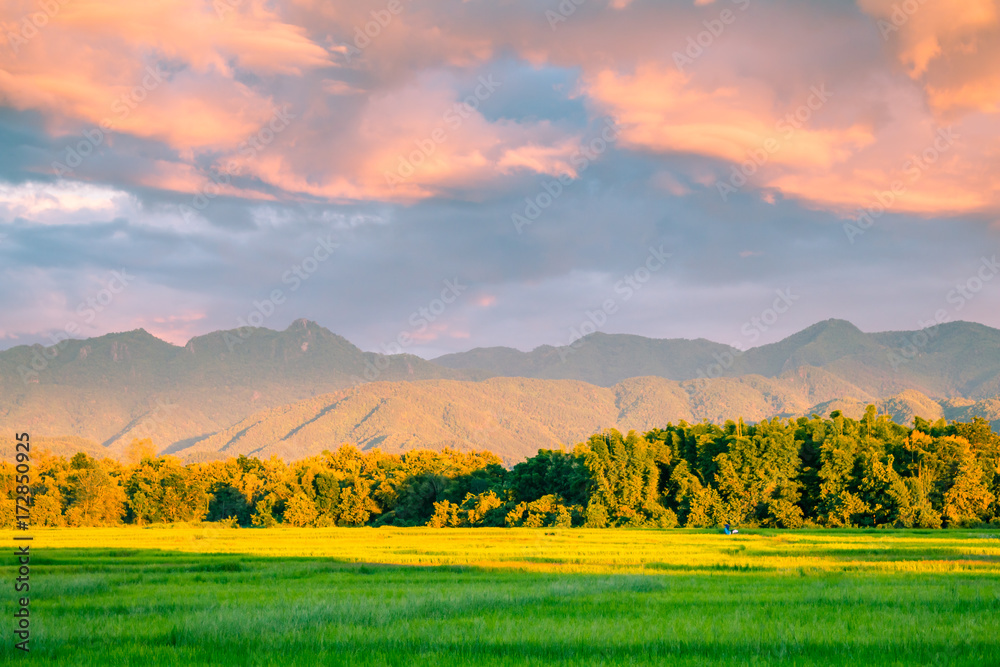 Obraz premium Beautiful sunset and dark clouds on rice fields with trees and big mountain background in Phrae Thailand.