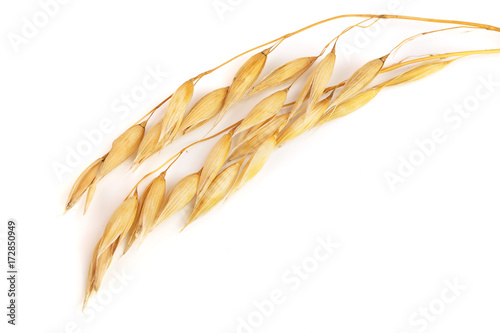two oat spike isolated on white background