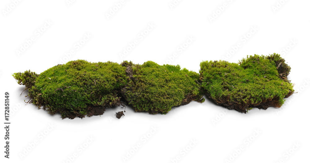 Green moss isolated on white background Green moss isolated on white background