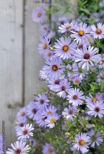 bouquet de fleurs aster bleues sur fond bois