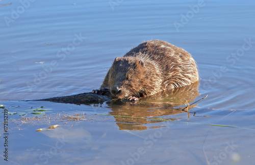 a beaver sits in water and nibbles log