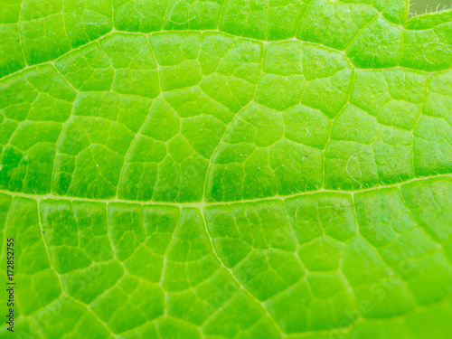 close-up green leaf texture