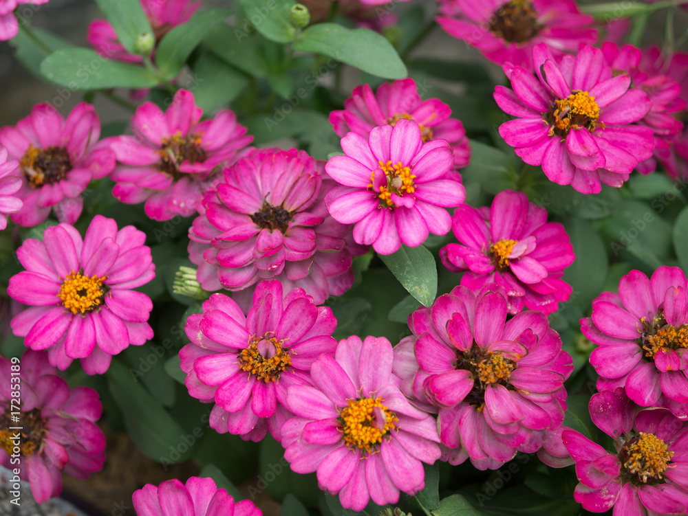 close up pink garden zinnia close up pink garden zinnia