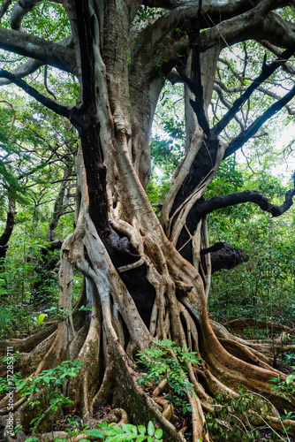 Canvas Print Thick vines smother dead tree