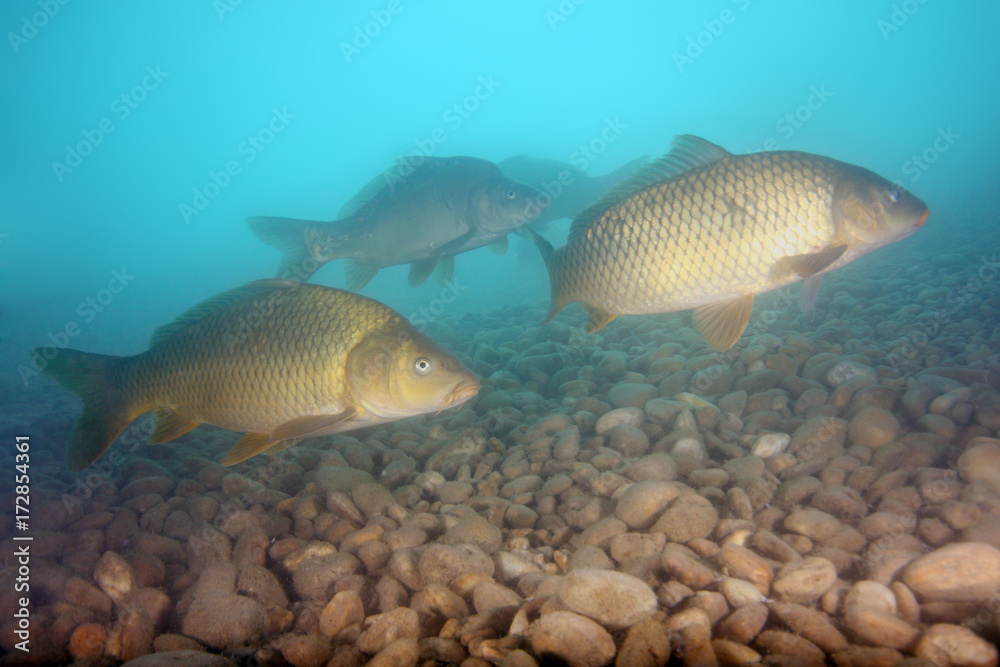 The common carp or European carp (Cyprinus carpio) a flock of fish in shallow, sweet water with a stone bottom) The common carp or European carp (Cyprinus carpio) a flock of fish in shallow, sweet water with a stone bottom)