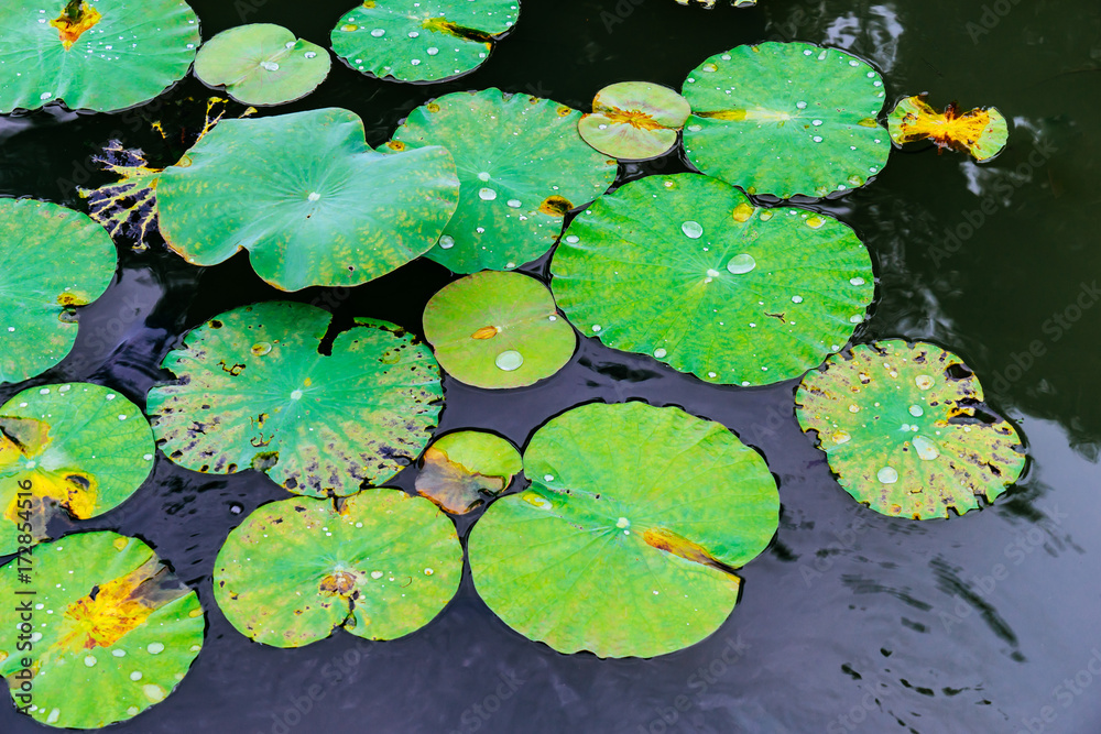 Lotus leaves