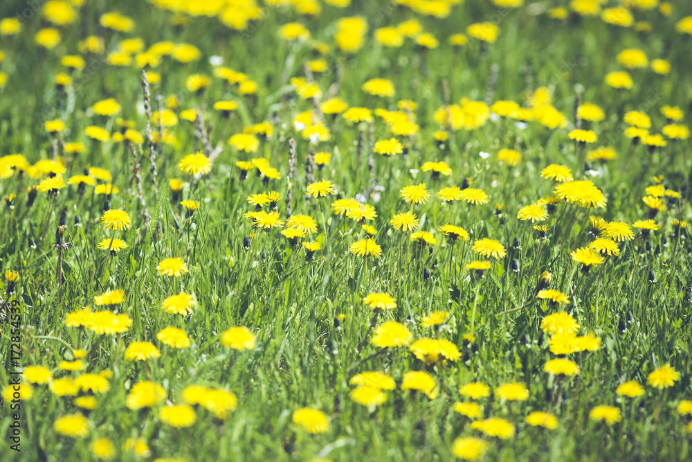 Obraz premium dandelion field