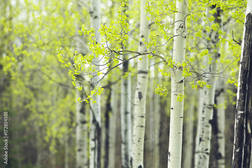 birch forest spring