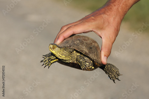 The European pond turtle (Emys orbicularis) is held in man hand photo