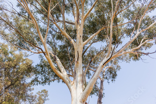 Large Gum Tree