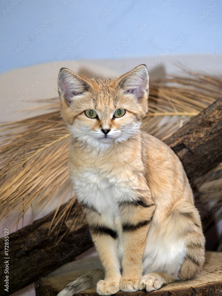 Sand cat, Felis margarita, is a beautiful desert cat