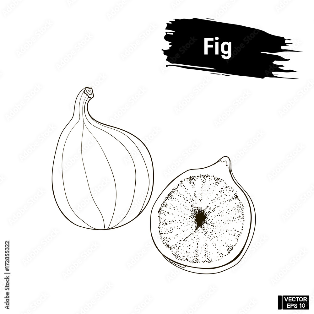 Fig drawing hand drawn isolated fruit Royalty Free Vector