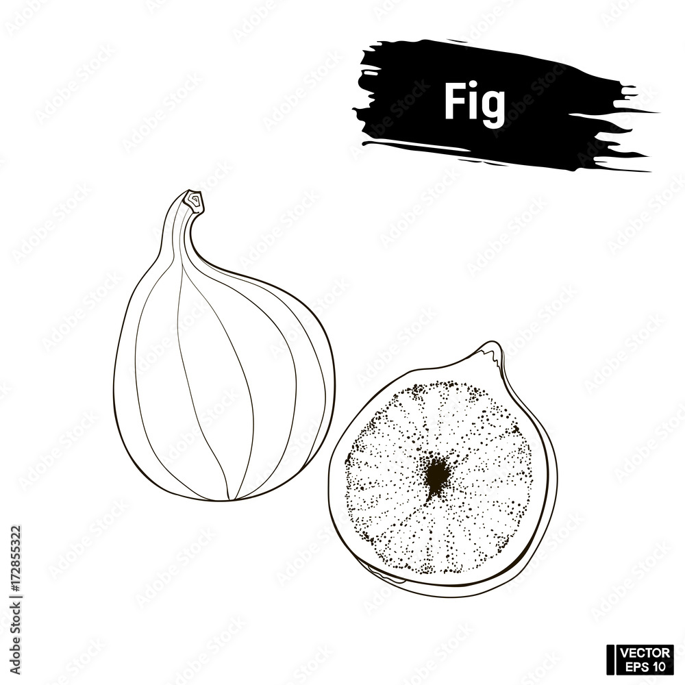 Sketch of fruit Fig outline. Stock Vector Adobe Stock