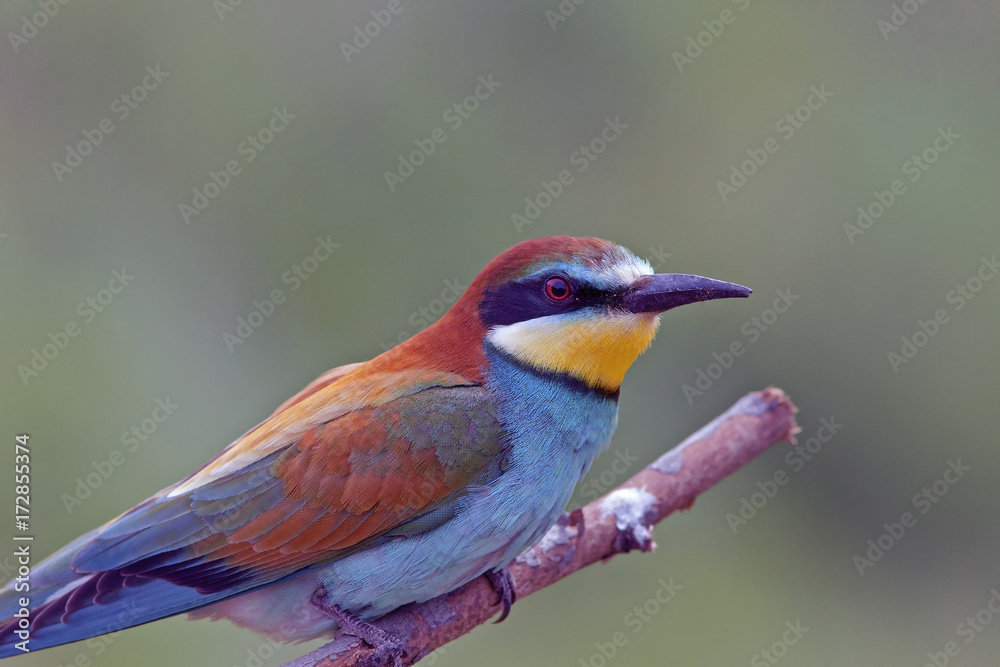 Obraz premium beautiful colorful birds the bee-eaters sitting on a tree branch