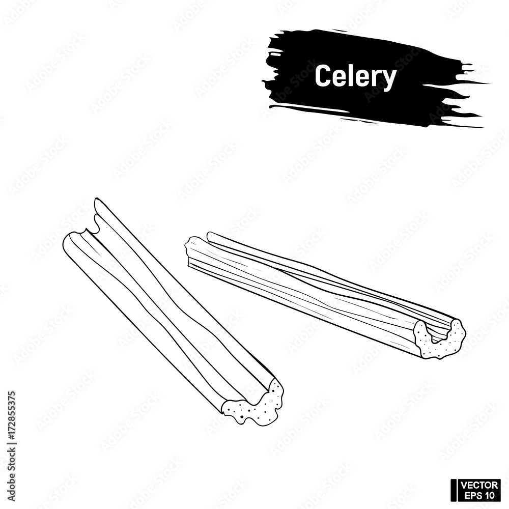 Sketch, pieces of celery. Sketch, pieces of celery.