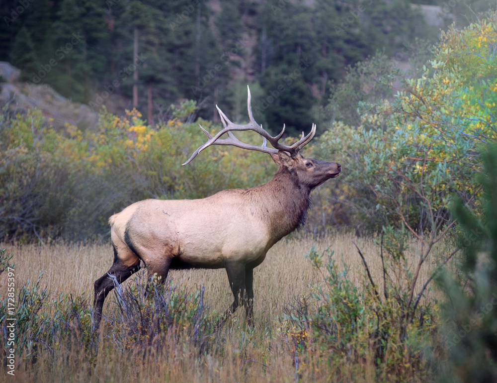 Large bull elk - side view. Large bull elk - side view.