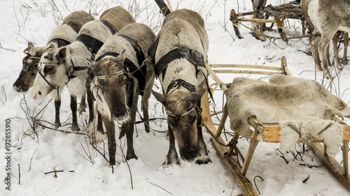 reindeer photo