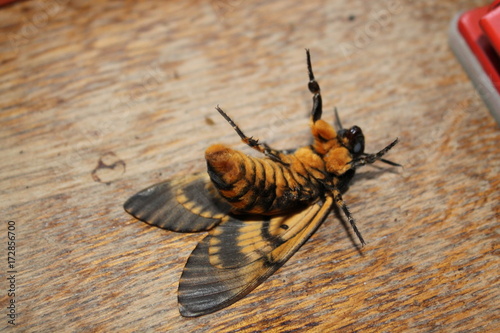 Carta da parati acherontia atropos
