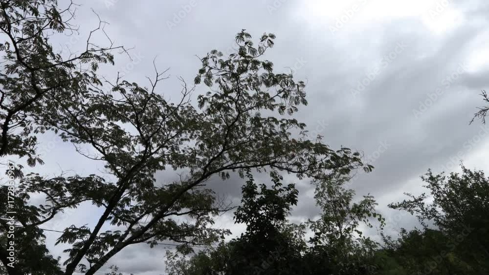 Trees with moving clouds in the background filmed in timelapse
Trees with moving clouds in the background filmed in timelapse