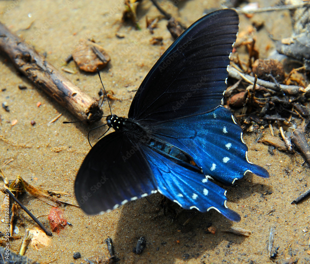 Fototapeta premium Arkansas Diana Fritillary