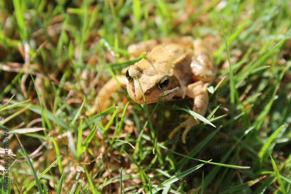 Fototapeta premium brown frog
