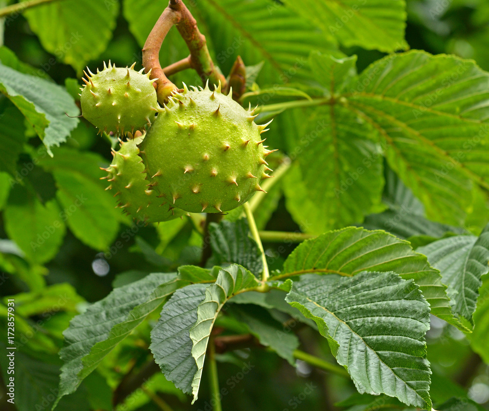 Unripe fruits of chestnut (Castanea sativa). Autumn Unripe fruits of chestnut (Castanea sativa). Autumn