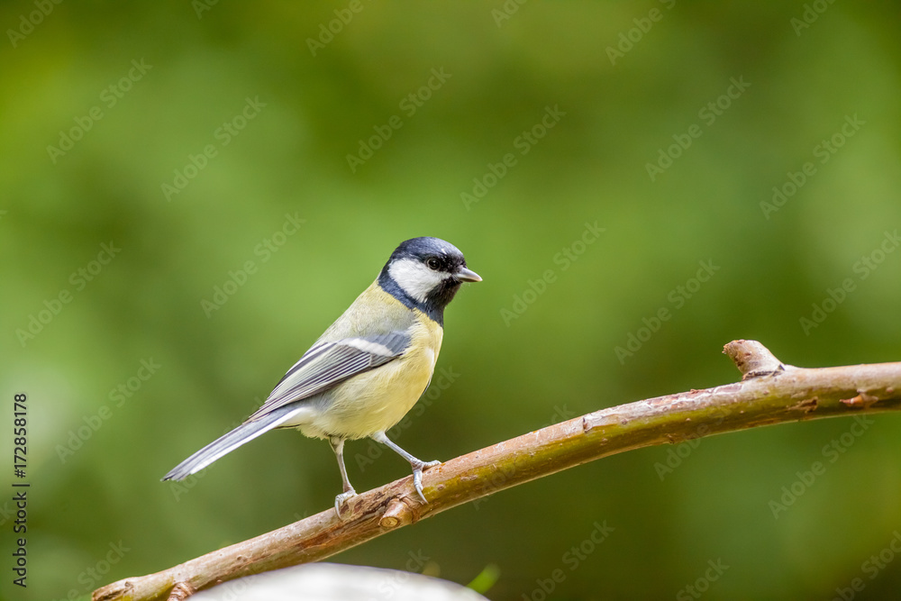 An coal tit An coal tit