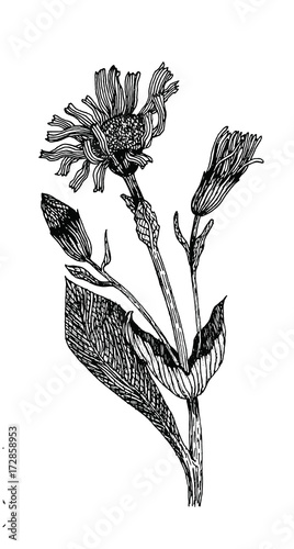 Wild Flower Illustration Tattoo Design photo