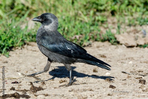 Jackdaw (Corvus monedula).