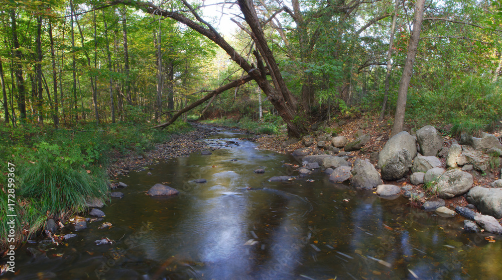 river forest water flow stream creek nature environment panoramic river forest water flow stream creek nature environment panoramic