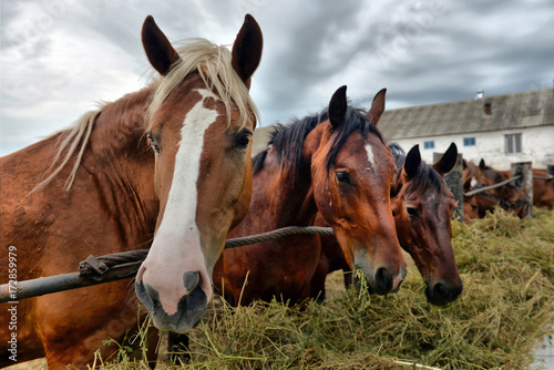 horses eating hay